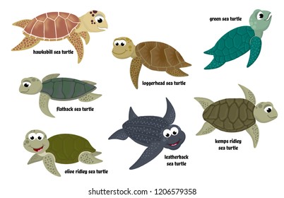 Isolated cartoon sea turtle collection (Leatherback, Loggerhead, Kemp's Ridley, Green, Olive Ridley, Hawksbill, and Flatback).
