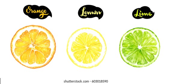 Isolated Citrus Slice Fruits Watercolor Hand Drawn Illustration. Orange, Lemon, Lime Isolated On White Background.