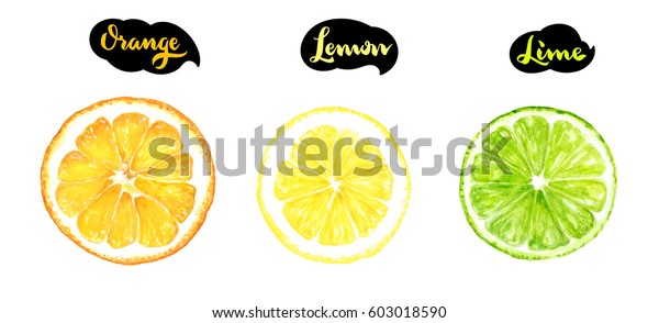 かんきつ類スライスフルーツ水彩手描きのイラスト 白い背景にオレンジ レモン ライム のイラスト素材