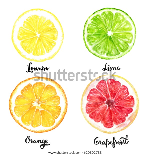 かんきつ類スライスフルーツ水彩手描きのイラスト 白い背景にオレンジ レモン ライム グレープフルーツ のイラスト素材 620802788