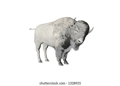 Isolated Color Pencil Sketch Bison Stock Illustration 1328925 ...