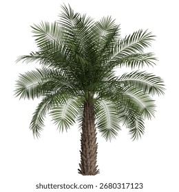 Isolated dates Palm Tree perfect for garden landscape. Front view plam tree. 3D rendering palm