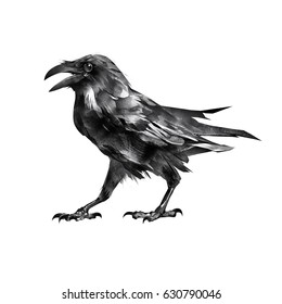 Isolated Drawing Sitting Bird Sitting Crow