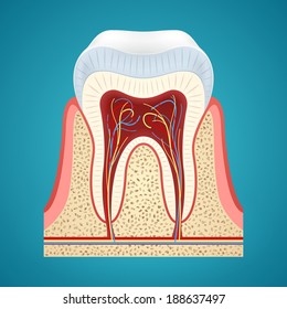 Isolated Healthy human tooth in cutaway on blue background