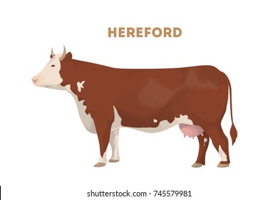 Isolated Hereford Cow On White Background. Brown Cow With Good Meat.