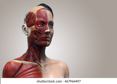 isolated Human anatomy of a female - muscle anatomy of the face neck and chest , medical image reference of human anatomy in 3D realistic render isolated 