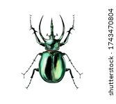 Isolated illustration of the giant scarab
beetles