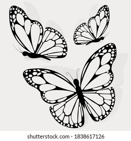 Isolated illustration sketch butterfly 