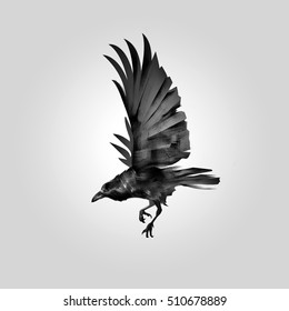 isolated image flying crow
