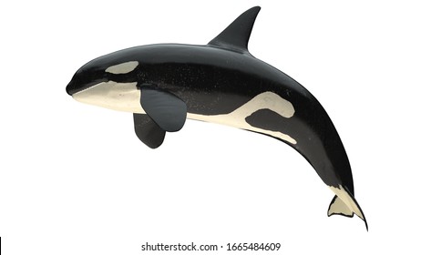 Isolated Killer Whale Orca Close Mouth Right Side View On White Background Cutout Ready 3d Rendering