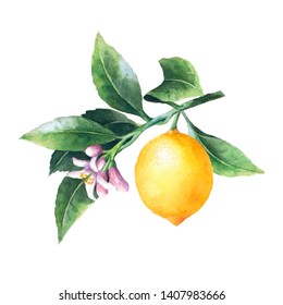 Isolated Lemon On A Branch. Watercolor Illustrartion Of Citrus Tree With Leaves And Blossoms.