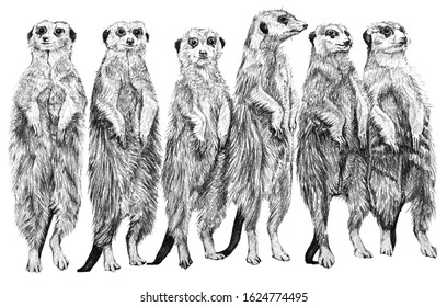 Isolated meerkats  Hand drawn in pencil several isolated meerkats white background