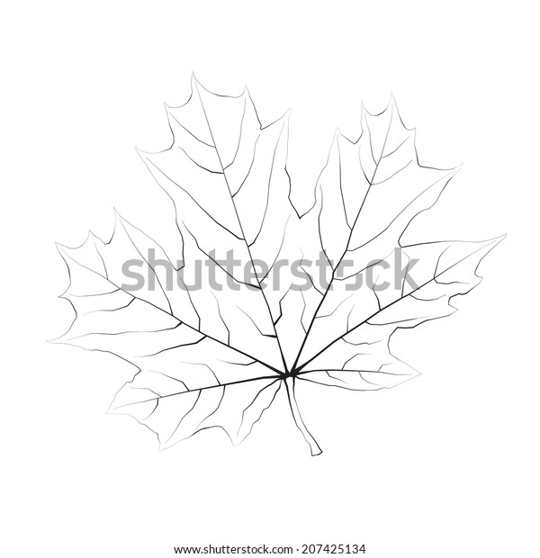 Isolated Monochrome Maple Leaf Rasterized Bitmap のイラスト素材