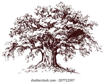 Isolated Old Tree With Sprawling Branches