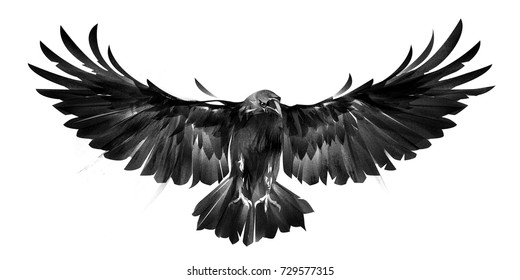 Drawn Flying Bird Raven On White Stock Illustration