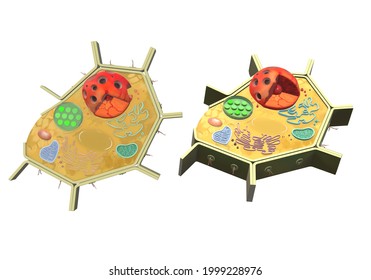 Isolated Plant Cell Model. 3d Illustration . Realistic Plant Cell Model. 