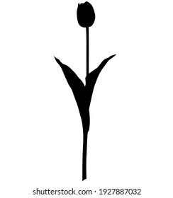 an Isolated realistic black tulip, flower silhouette 