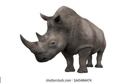 rhino 3d free full version