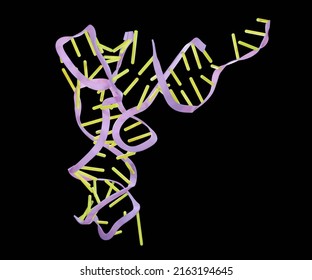 Isolated Structure Transfer RNA Or TRNA 3d Rendering