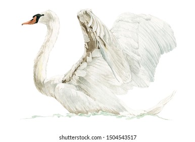 Isolated swan. One isolated swan in watercolor on white background.
