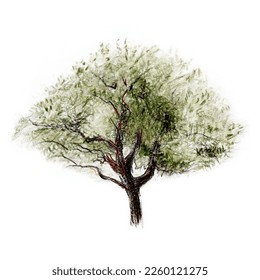 Isolated tree illustration  hand drawn and colored pencils