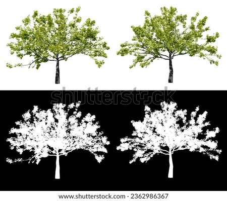 isolated tree on white nackground with clipping path alpha, 3d illustration rendering