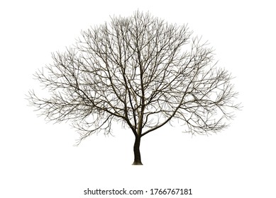 枯れ木 夜 のイラスト素材 画像 ベクター画像 Shutterstock