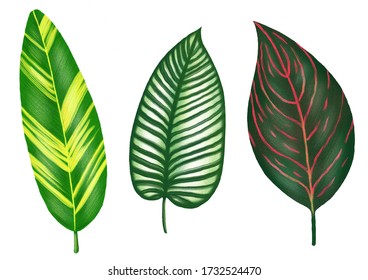 Isolated Tropical Leaves Digital Illustration. Shell Ginger Leaf, Calathea Ornata Leaf, Calathea Whitestar Leaf. Tropical Leaves Clipart.