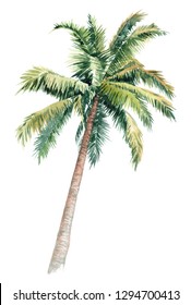 Isolated Watercolor Clipart With Palm Trees. Picturesque Image Of A Palm Tree. Palm Tree On The Beach