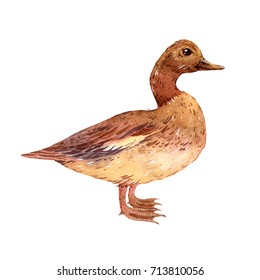 Isolated Watercolor Duck On White Background Stock Illustration ...