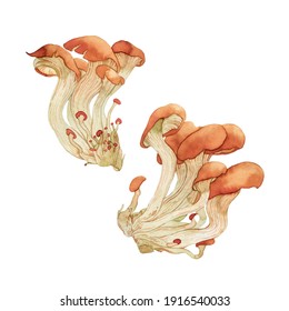 Isolated Watercolor Set Of Oyster Mushrooms On White Background