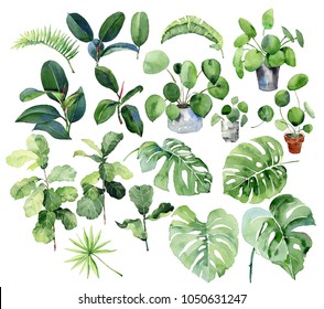 Isolated watercolor set of tropical leaves. Hand painted. Group of individual elements. Watercolor illustration of tropical leaves. Big watercolor set.