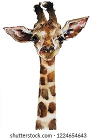 Isolated Watercolour Painting Of Baby Giraffe On White Background