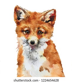 Isolated Watercolour Painting Of Bay Fox On White Background