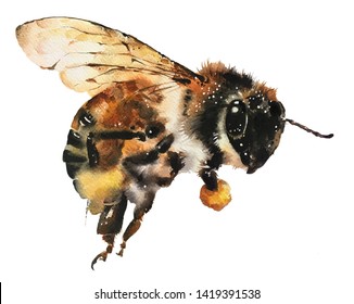 Isolated watercolour painting of flying bee holding honey on white background
