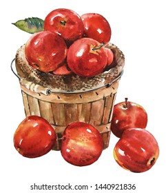 Isolated watercolour painting of red apples in basket on white background