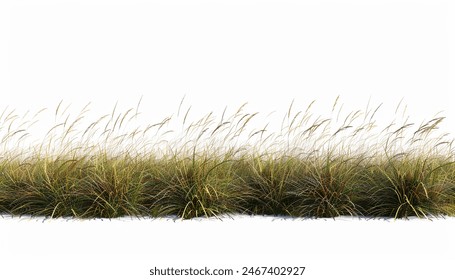 Isolated white background 3D rendering of savanna grass field, row. Grassland landscape, nature scenery, outdoor environment, realistic depiction.