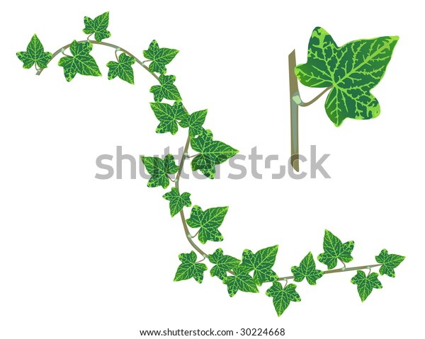 Ivy Design Elements Isolated On White のイラスト素材