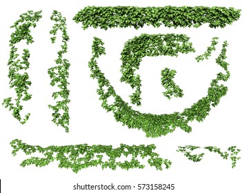 Ivy Leaves Isolated On A White Background. Green Ivy Plant Isolated.
3D Illustration.