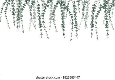 Ivy Plant Isolated On White Background. Floral Design Elements. Ivy Wall Background. Greenery Watercolor Illustration. Texture Background Card Website Banner