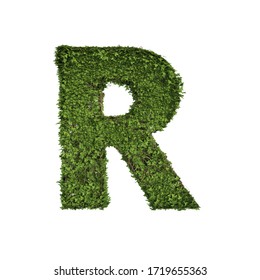 Ivy plant with leaves, green creeper bush and vines forming letter R, English alphabet text font character isolated on white in nature, growth and eco environment concept. 3d tree illustration.