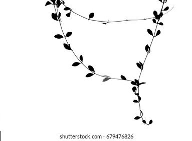 Download Leaf Vine Silhouette High Res Stock Images Shutterstock