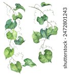 Ivy vine twigs with green leaves - watercolor illustration. Hand painted realistic detailed ivy branches. Creeper plant. Aquarelle plants clip art
