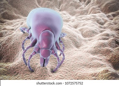 Ixodes tick, an arthropod responsible for transmission of bacterium Borrelia burgdorferi that causes Lyme disease, it also transmits viral encephalitis and other infections, 3D illustration