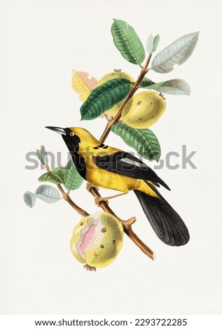 Jacamar bird on a branch with fruit.
