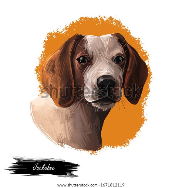 白い背景にジャッカビー犬のデジタルアートイラスト かわいい犬の子犬動物 ペットショップのエンブレム Tシャツのプリントデザイン ビーグル とジャック ラッセル テリアの雑種 ジャック ア ビー手描きのポートレート のイラスト素材