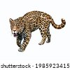 jaguar white background