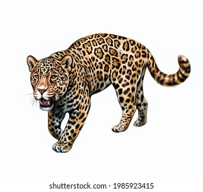 Jaguar (Panthera Onca), Realistic Drawing, Illustration For The Encyclopedia Of Animals Of Central And South America, Isolated Image On A White Background