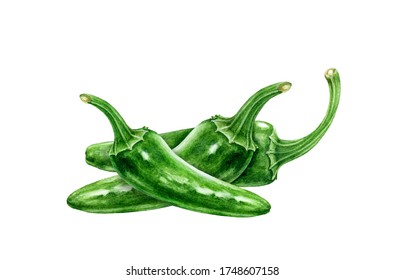 Jalapeno green chili peppers group watercolor illustration. Fresh organic whole chili pepper cook ingredient. Hot spicy vegetable capsicum annuum. Jalapeno green Mexican traditional agriculture plant.