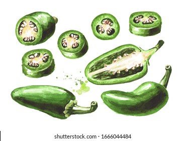 Jalapeno green hot chili green pepper, whole pods, chopped, halved, and sliced set. Hand drawn watercolor illustration  isolated on white background